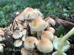 Hypholoma fasciculare