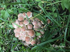 Hypholoma fasciculare