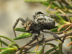 Stegodyphus lineatus