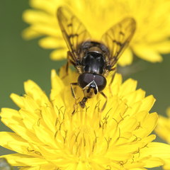 Ferdinandea fumipennis