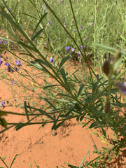 Polygala marensis