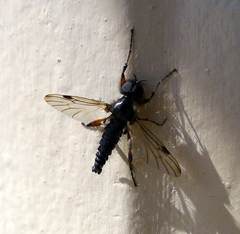 Bibio xanthopus