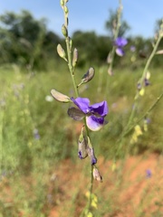 Polygala marensis