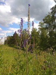 Delphinium retropilosum