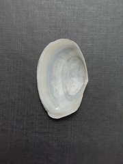 Temnoconcha galathaea