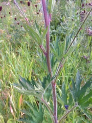 Delphinium retropilosum