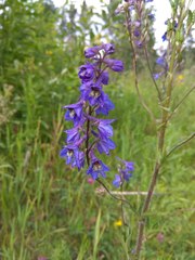 Delphinium retropilosum