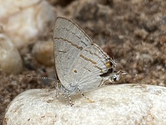 Hypolycaena philippus