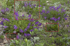 Kitagawia terebinthacea