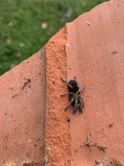 Spinosatibiapalpus trinitatis