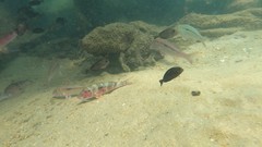 Pseudupeneus prayensis