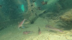 Pseudupeneus prayensis