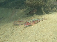 Pseudupeneus prayensis