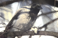 Corvus cornix