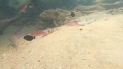 Pseudupeneus prayensis