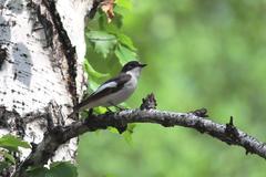Ficedula hypoleuca