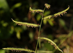 Urochloa mosambicensis