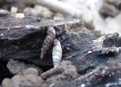 Clausilia