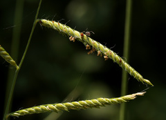 Urochloa mosambicensis