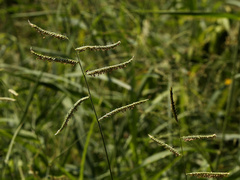 Urochloa mosambicensis