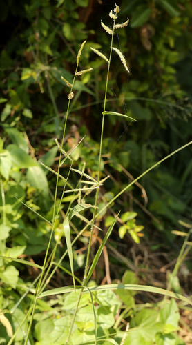 Image of Urochloa trichopus by (c) Wynand Uys, some rights reserved (CC BY)