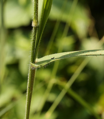 Urochloa mosambicensis