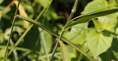 Urochloa mosambicensis