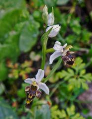 Ophrys dodekanensis