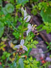 Ophrys dodekanensis