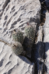 Coryphantha durangensis durangensis