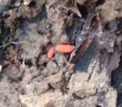 Bilobella braunerae