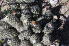 Coryphantha durangensis durangensis