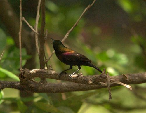 Copper Sunbird