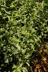 Sida alba