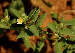 Sida alba