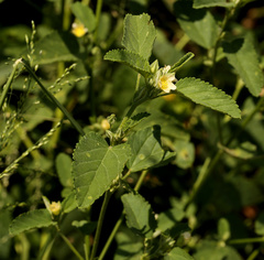 Sida alba