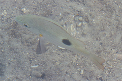 Lutjanus russellii