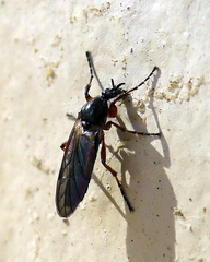 Bibio xanthopus