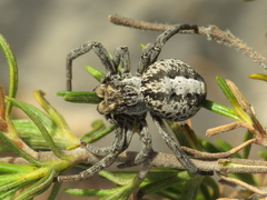 Stegodyphus lineatus