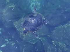 Trachemys venusta iversoni