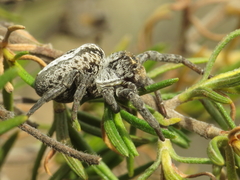 Stegodyphus lineatus