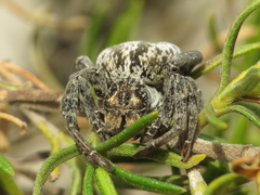 Stegodyphus lineatus