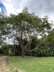 Enterolobium
