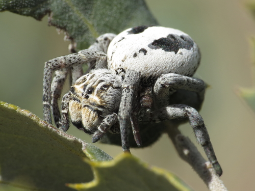 Stegodyphus lineatus