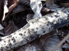 Diatrype disciformis