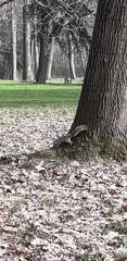 Sciurus carolinensis