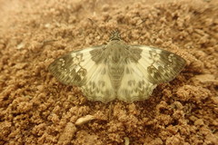 Polyctor polyctor