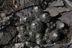 Coryphantha durangensis durangensis