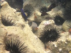 Muraena melanotis