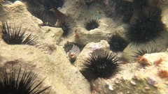 Muraena melanotis